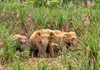 Nghệ​​​​​​​ An: Loay hoay tìm giải pháp đuổi voi rừng phá bản