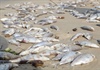 Thông tin mới nhất về hiện tượng cá chết hàng loạt tại Đà Nẵng
