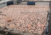 Quảng Nam: Hơn 50 tấn cá nuôi chết nổi trắng đập sau một đêm