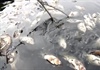 Nghệ An: Cá chết trắng nổi hồ sinh thái