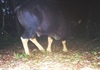 Quảng Bình: Phát hiện 3 con bò tót quý hiếm ở thượng nguồn suối Bang