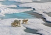 Bắc Cực nóng nhất trong 115.000 năm qua