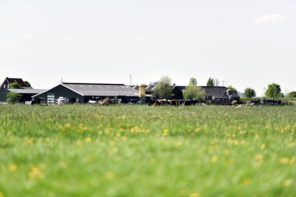 Diện tích mỗi trang trại của nông dân Cô Gái Hà Lan bằng 140 sân vận...