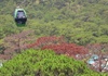 Lâm Đồng: Sẽ khôi phục diện tích rừng bị phá
