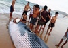Khánh Hòa: Phát hiện cá voi “khủng” chết dạt vào bãi biển