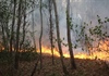 Cháy rừng keo tại Quảng Nam
