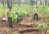 Lâm Đồng: Bắt quả tang 4 đối tượng phá rừng chiếm đất ở Lâm Hà