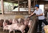 Lâm Đồng công bố hết dịch tả lợn châu Phi trên toàn tỉnh