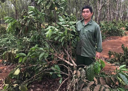 Gia Lai: Gần 2.000 cây cà phê sắp thu hoạch bị kẻ gian chặt hạ