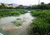 Khánh Hòa: Sông Cái bị “bức tử” vì rác, nước thải ảnh hưởng môi trường du lịch