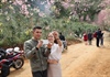 Lâm Đồng: Du khách đổ xô săn lùng thung lũng Mai Anh đào tuyệt đẹp