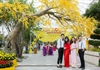 “Vườn mai vàng rực” bung nở trong lễ hội “Mai vàng sắc xuân” Sun World Danang Wonders