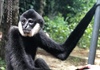 Vườn Quốc gia Vũ Quang tiếp nhận cá thể vượn đen má trắng quý hiếm