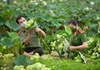 Công an huyện Ứng Hòa, Hà Nội hỗ trợ người dân thu hoạch và tiêu thụ hoa sen