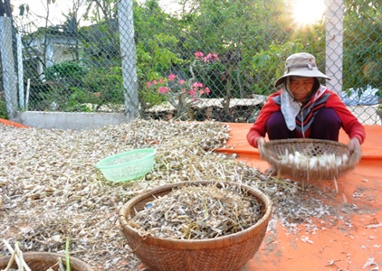 Kết nối, hỗ trợ tiêu thụ tỏi cho nông dân huyện đảo Lý Sơn