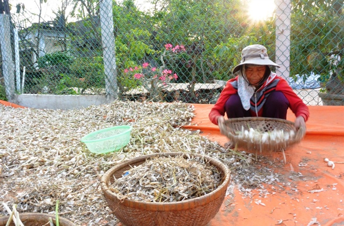 Kết nối, hỗ trợ tiêu thụ tỏi cho nông dân huyện đảo Lý Sơn