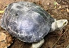 Vườn Quốc gia Hà Tĩnh tiếp nhận Cá thể rùa Răng quý hiếm