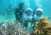 Phục hồi rạn san hô, phát triển du lịch biển