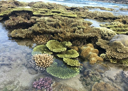 Người dân chung sức bảo vệ bãi san hô cổ