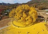 Mê mẩn cây bạch quả 800 tuổi trải thảm lá vàng vào mùa thu