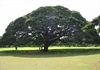 Cận cảnh cây me khổng lồ hơn trăm năm tuổi "hái" ra cả triệu USD