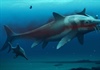 Anh: Phát hiện hóa thạch “ngư long” 180 triệu năm