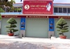 Vụ doanh nghiệp công bố trồng 10 ha sâm Ngọc Linh ở Kon Tum: Trồng sâm trên “giấy”