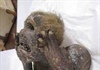Giải mã bí ẩn về xác ướp "mặt người mình cá" có niên đại 300 năm tuổi