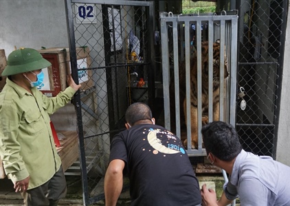 Tang vật vụ buôn bán hổ Đông Dương được bàn giao cho Vườn quốc gia...