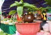 Bonsai dừa “độc, lạ” của lão nông Gia Lai