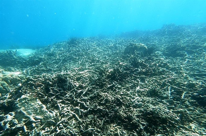 Khánh Hòa tạm dừng hoạt động lặn biển để cứu rạn san hô