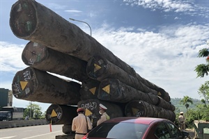 Tạm giữ xe đầu kéo chở hàng chục khối gỗ lim qua địa phận Quảng Ngãi