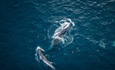 Cá voi xuất hiện nhiều ngày trên vùng biển Bình Định, nhà khoa học nói gì?