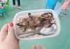 Hình ảnh "hộp cơm thịt chuột” được cho là của học sinh vùng cao tại Quảng Nam: Thông tin không đúng sự thật