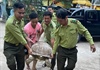 Người dân Phú Quốc tự nguyên giao nộp con rùa nặng 70kg