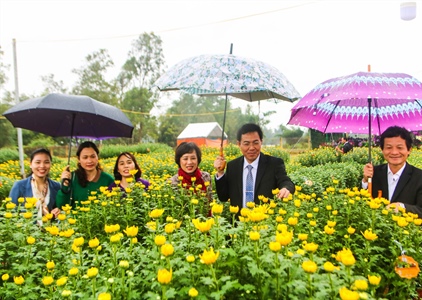 Công nhận nhãn hiệu “Hoa Nghĩa Hiệp” ở làng hoa cúc Tết lớn nhất miền Trung