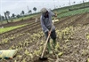 Mất “trắng tay” do thời tiết, nông dân xuống đồng làm lại từ đầu