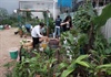 Đà Nẵng: Phát động “môi trường xanh” tại công viên, vườn dạo