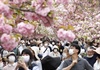 Nhật Bản hào hứng đón du khách quốc tế đến ngắm hoa anh đào