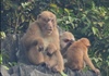 Quảng Bình: Xuất hiện đàn khỉ mốc quý hiếm ở khu vực bảo tồn voọc gáy trắng