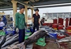 Bội thu tàu cá đầu năm, ngư dân Đà Nẵng phấn khởi vươn khơi bám biển