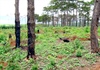 Đắk Nông​: Công ty của vợ nguyên Phó giám đốc Công an tỉnh để mất rừng