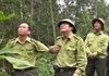 Quảng Nam: Tính chuyện mua lại rừng, trồng cây bản địa bảo vệ đàn voọc chà vá chân xám